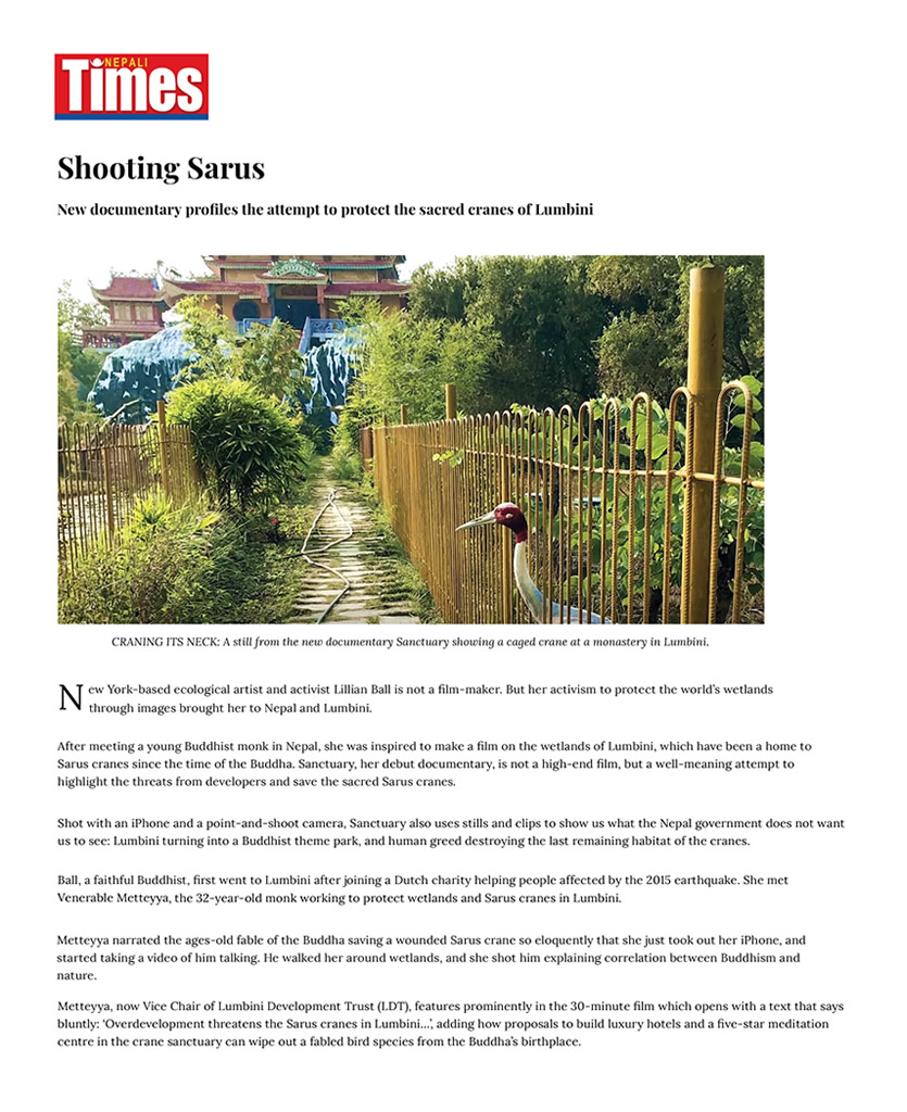 Nepali Times _ Shooting Sarus-1